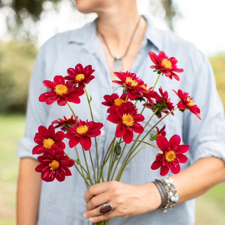 A handful of Dahlia ‘CDP Cranberry’.