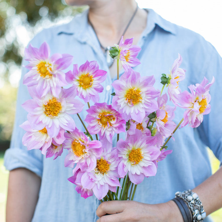 A handful of Dahlia ‘Carleigh's Cutie’.