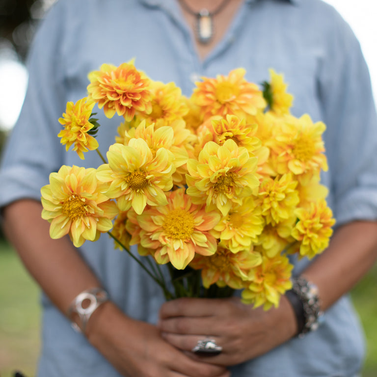 A handful of Dahlia ‘Coseytown Honey Pot’.