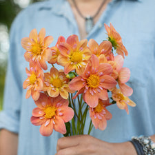 A handful of Dahlia ‘Destiny's Evah’.