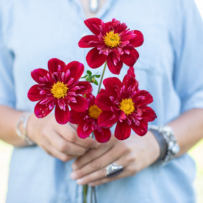 A handful of Dahlia ‘Dilys Ayling’.