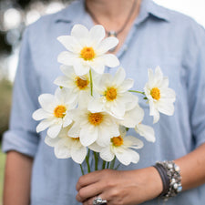 A handful of Dahlia ‘Fairfield Frost’.