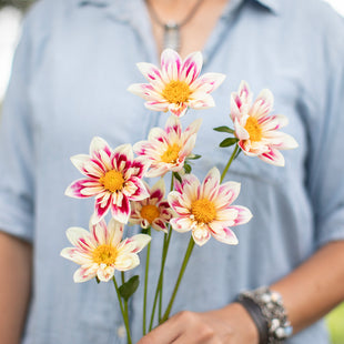 A handful of Dahlia ‘Fashion Monger’.