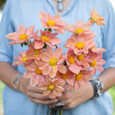A handful of Dahlia ‘GG Petals’.