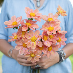 A handful of Dahlia ‘GG Petals’.