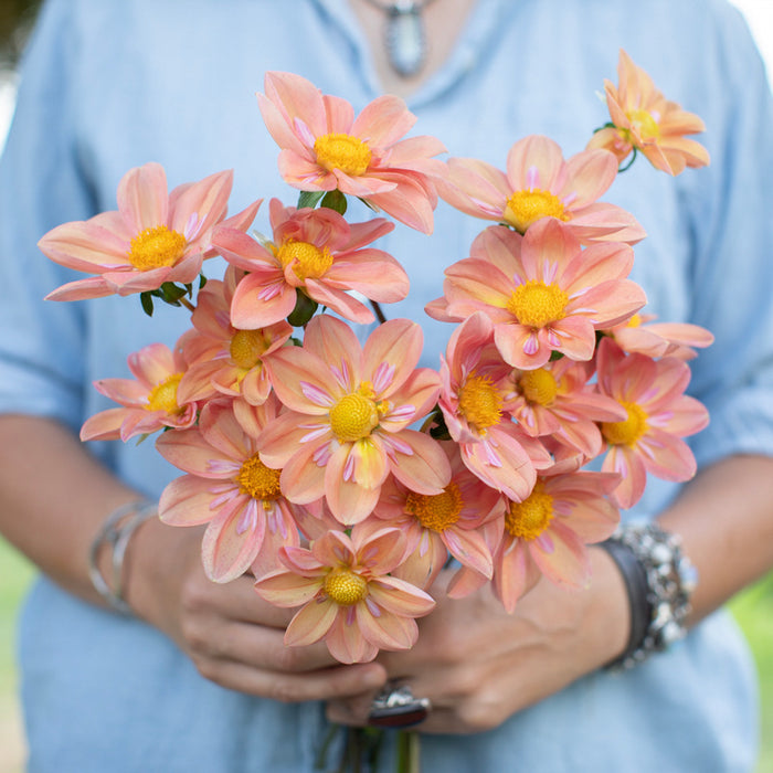 A handful of Dahlia ‘GG Petals’.