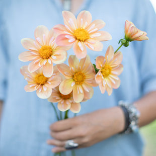 A handful of Dahlia ‘Jac's Butterscotch’.