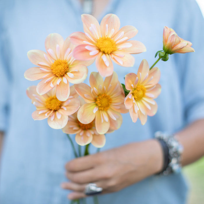 A handful of Dahlia ‘Jac's Butterscotch’.
