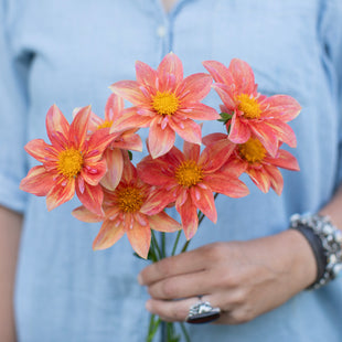 A handful of Dahlia ‘Jac's Nathan’.