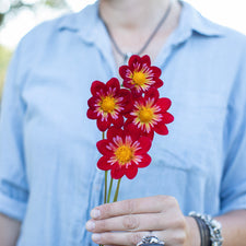 A handful of Dahlia ‘Kelsey Valentine’.