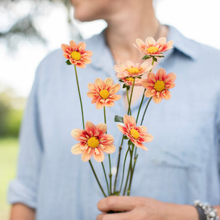 A handful of Dahlia ‘Lake Hills Phred’.