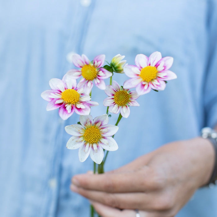 A handful of Dahlia ‘Lo-Spilt Wine’.