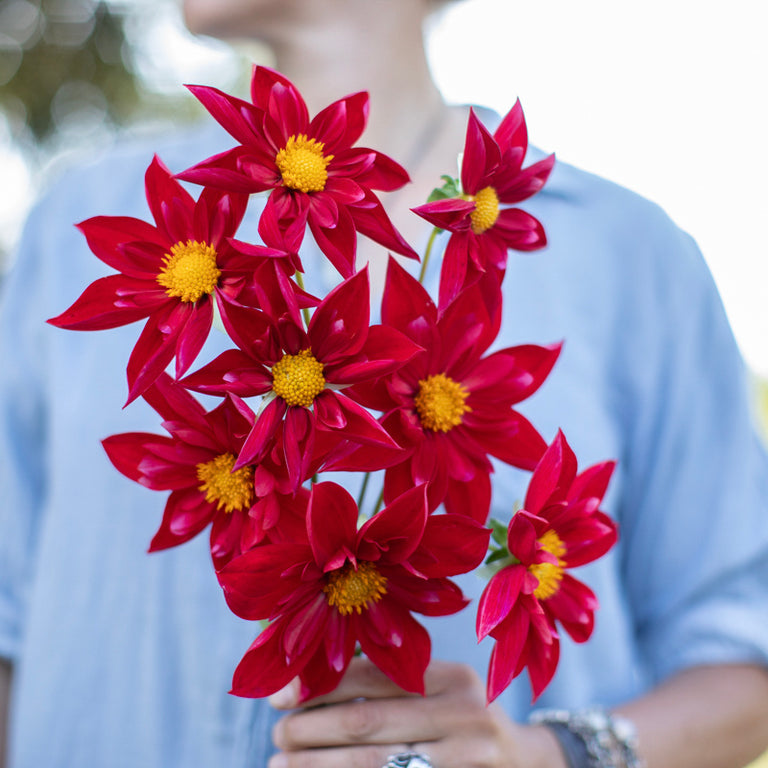 A handful of Dahlia ‘Mars’.