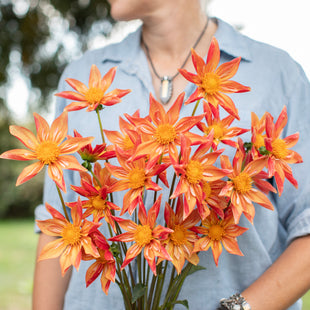A handful of Dahlia ‘Mayberry's Orange Orchette’.