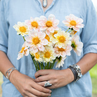 A handful of Dahlia ‘Mayberry's Peach Blossom’.