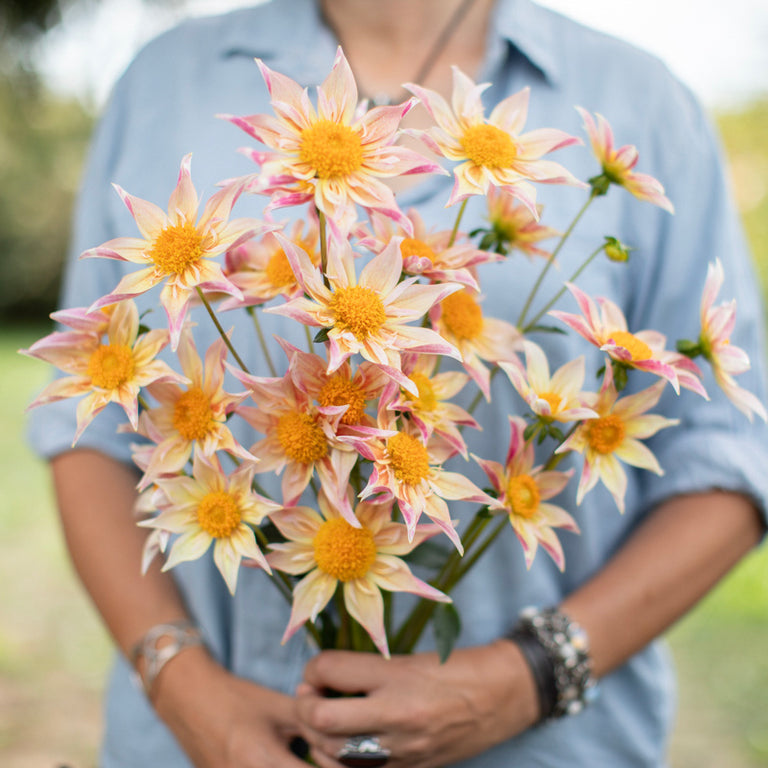 A handful of Dahlia ‘Mayberry's Pink Champagne’.