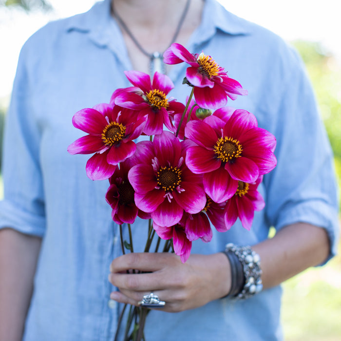 A handful of Dahlia ‘Molly’s Paparazzi’.