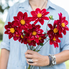 A handful of Dahlia ‘Molly’s Ruby Slippers’.