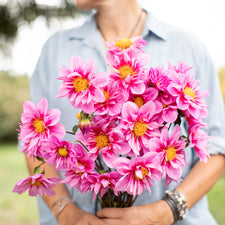 A handful of Dahlia ‘Molly’s Whimsy’.