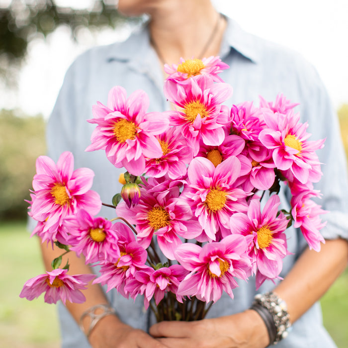 A handful of Dahlia ‘Molly’s Whimsy’.