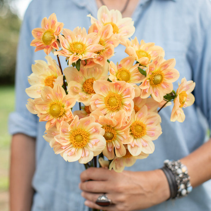 A handful of Dahlia ‘Nana’s Petals’.