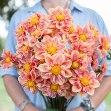 A handful of Dahlia ‘Orange Hype’.