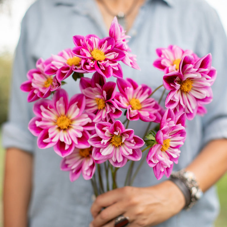 A handful of Dahlia ‘PC’s Yuth’.