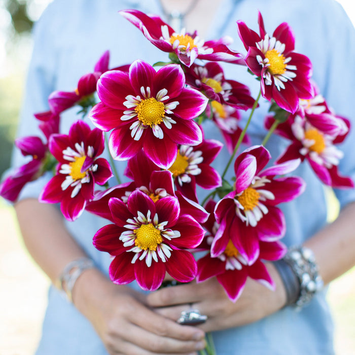A handful of Dahlia ‘PC’s Cody’.