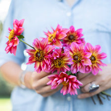 A handful of Dahlia ‘Princess Nadine’.