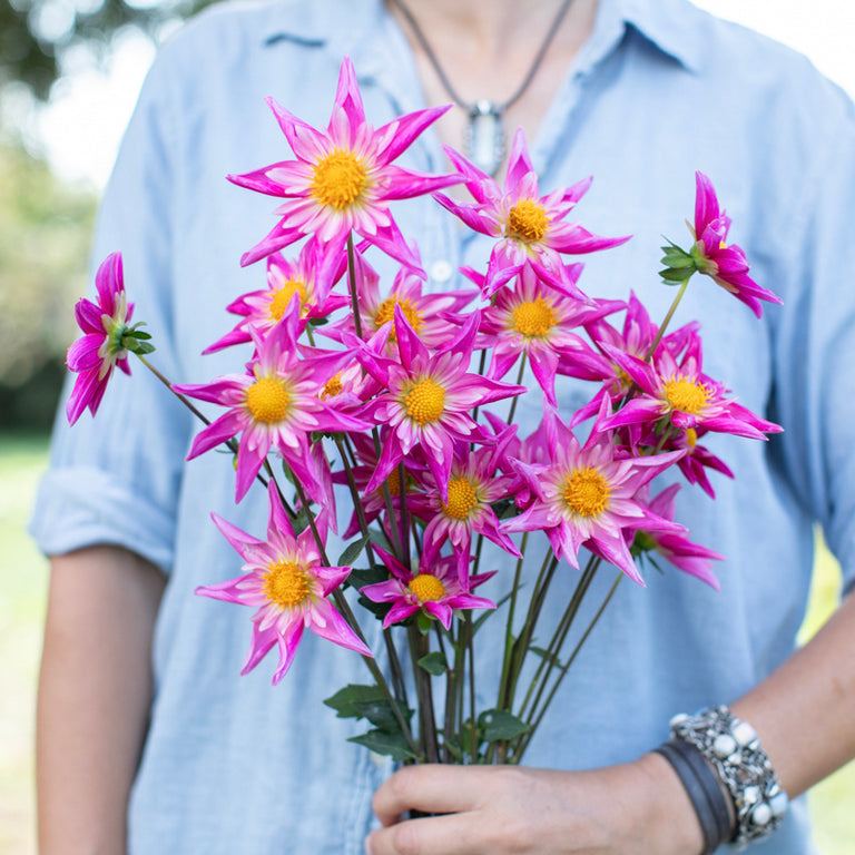 A handful of Dahlia ‘RaeAnn’s Gemini’.