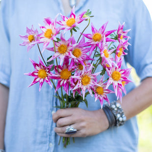 A handful of Dahlia ‘RaeAnn’s Orion’.