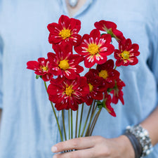 A handful of Dahlia ‘RaeAnn’s Red Rocket’.