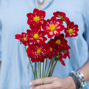 A handful of Dahlia ‘RaeAnn’s Red Rocket’.