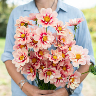 A handful of Dahlia ‘Rhubarb and Custard’.