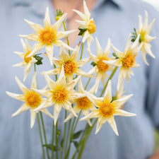 A handful of Dahlia ‘SB’s Buttercream’.