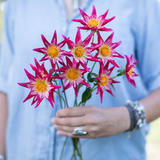 A handful of Dahlia ‘SB’s Red Baron’.