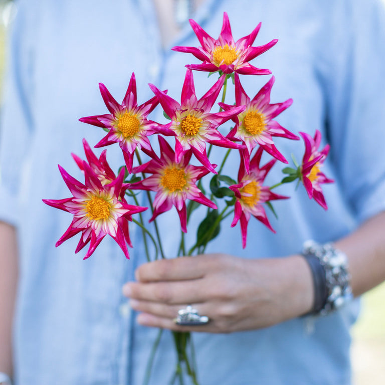 A handful of Dahlia ‘SB’s Red Baron’.