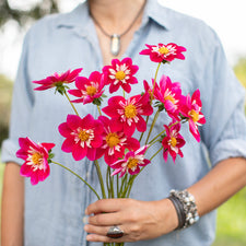 A handful of Dahlia ‘Sean C’.