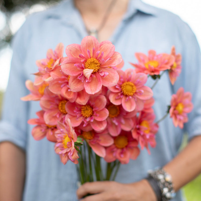 A handful of Dahlia ‘Strawberry Bon Bon’.