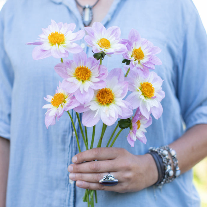 A handful of Dahlia ‘Teesbrooke Audrey’.