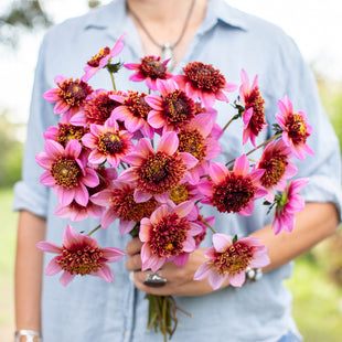 A handful of Dahlia ‘The Phantom’.