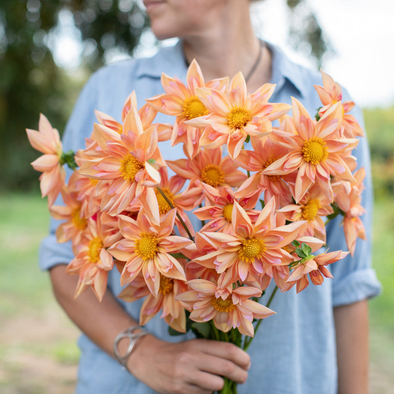 A handful of Dahlia ‘Venus’.
