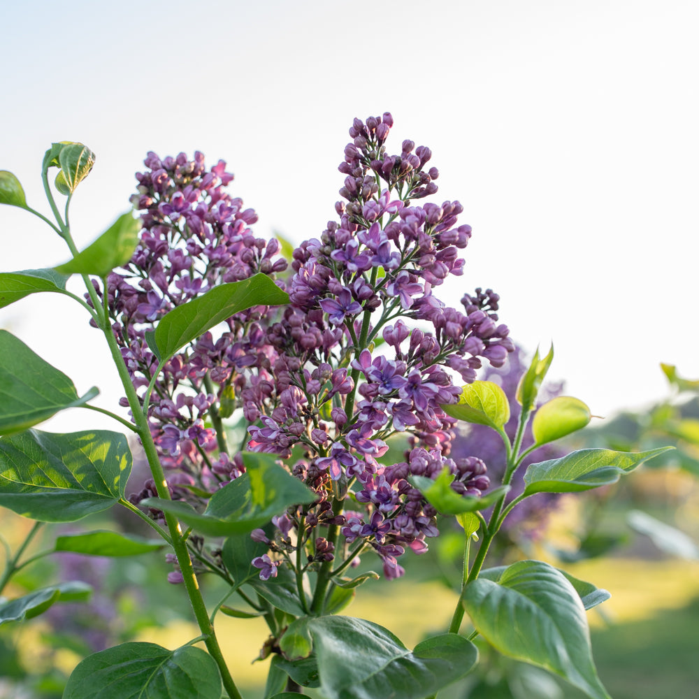 Lilac Albert F. Holden – Floret Library