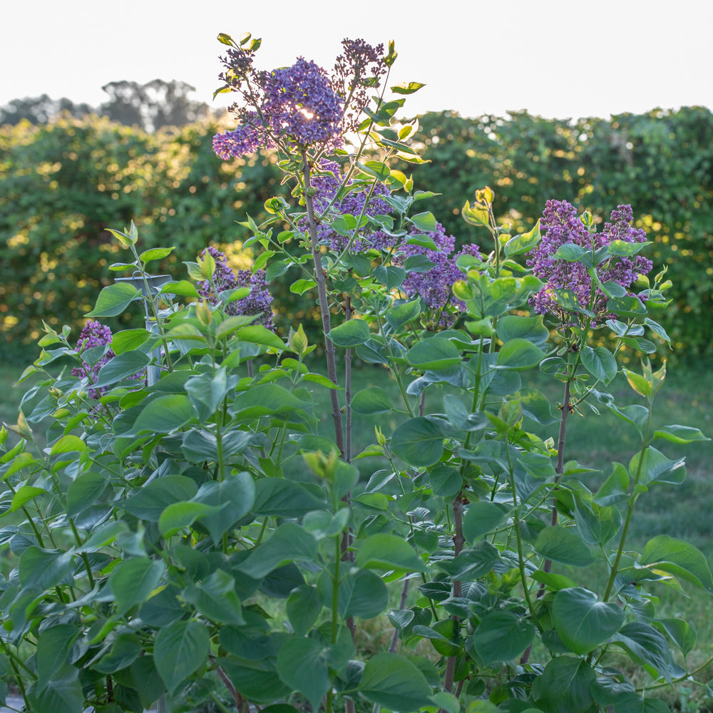 Lilac Albert F. Holden – Floret Library