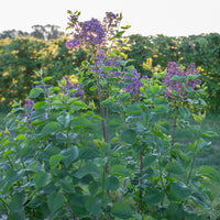 Lilac Albert F. Holden growing in the field