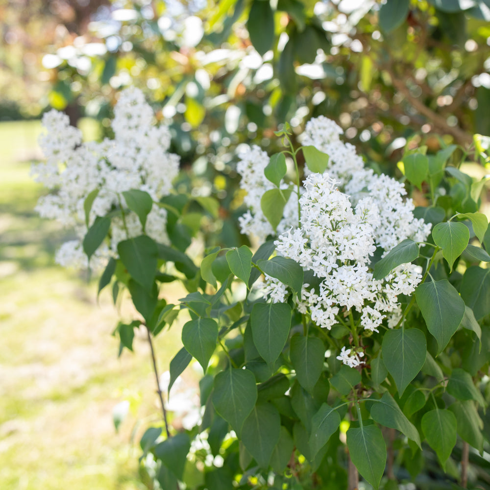 Lilac Angel White – Floret Library