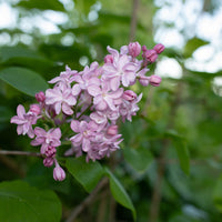 A close up of Lilac Edward J. Gardner