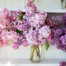 A bunch of Lilac Glory