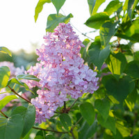 A close up of Lilac Glory