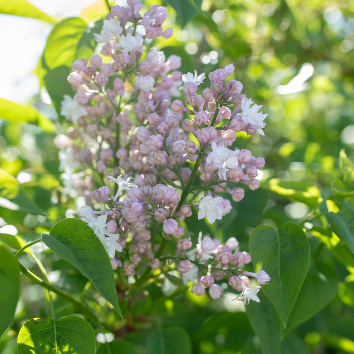 A close up of Lilac Beauty of Moscow